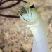 jawfish_yellowhead_bcf_nwp_v_0356_tci2285.jpg
